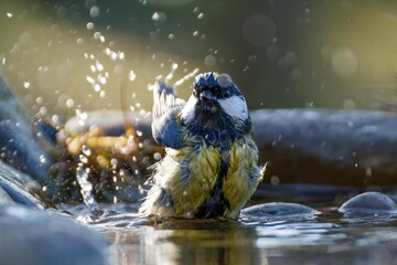  Great tit bathes in the water of a bird watering hole. He sprays water. Moravia. Czechia. © Milan