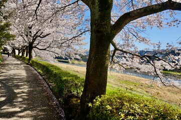 日本・石川県金沢市　満開の桜