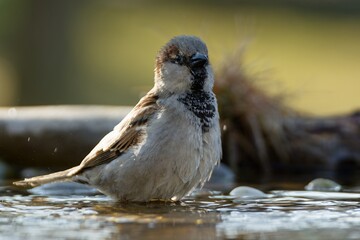 House Sparrow, male standing in the water of a bird watering hole. Moravia. Czechia.