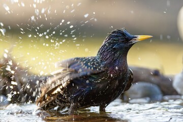 The starling bathes in the water of a bird watering hole. He sprays water. Moravia. Czechia. 
