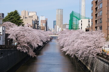 桜　目黒