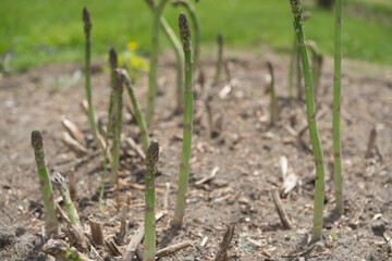 asparagus shoots in spring