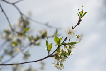 branch of a tree with leaves and blossoms