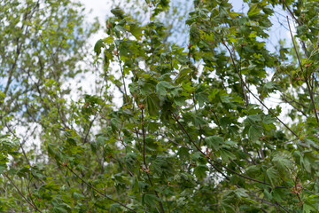 Fototapeta na wymiar green leaves in the wind