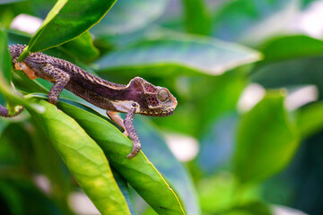 dark brown chameleon in a tree with rich green leaves