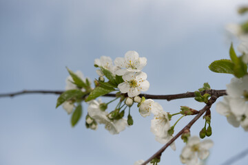 white tree blossoms and blue sky in springtime
