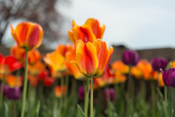 tulips and gray sky