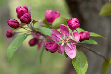 crab apple blossoms