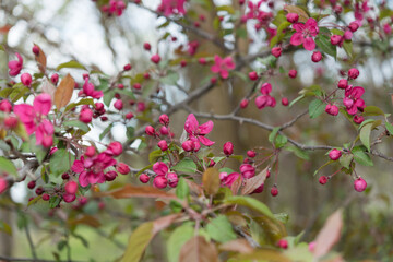 Fototapeta na wymiar pink blossoms on branches