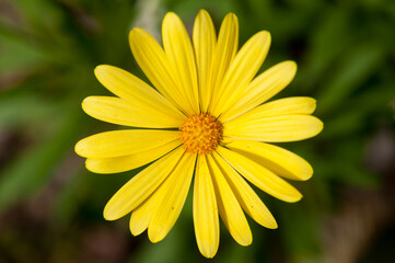 close up of a yellow flower