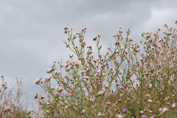 field of thistle (in bloom and seed) and overcast sky