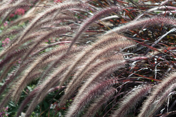 close up of ornamental grass seed plumes in the sun