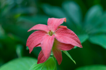 red and green leaves (furry leaf-like dull pink red flower isolated on a green background)