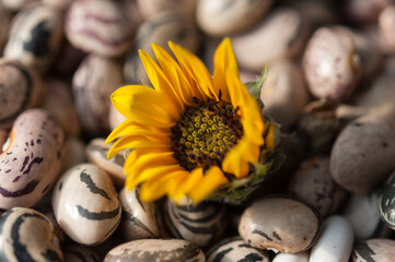 wee sunflower bud on dried beans
