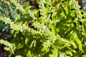 close up of herbs (basil flower spikes) in the sun