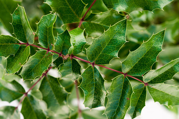 close up of holly leaves