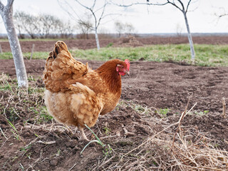 The chicken feeds on worms on freshly plowed land.