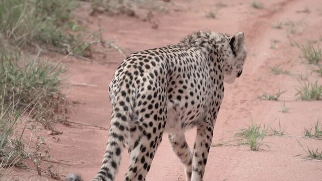 cheetah on a walk. slow motion