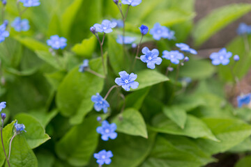 blue flowers with foliage