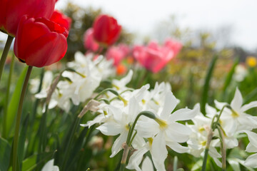 tulips and white daffodils in the garden