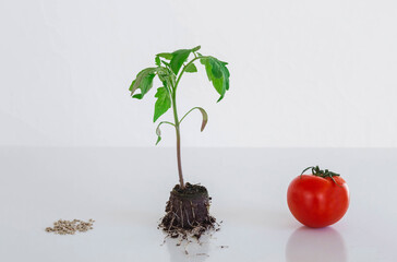 Tomato, seeds and sprout on white background