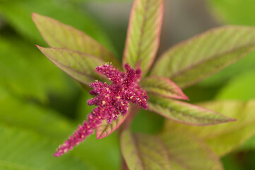 amaranth blossom close up