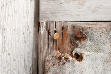 detail of an old wooden door with nails
