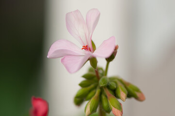pink geranium blossom and buds on a light and dark background