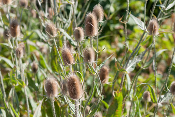 field of teasel in the sun