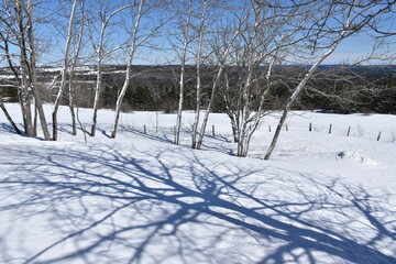 Trees in winter, Sainte-Apolline, Québec, Canada