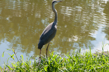 great blue heron by a pond