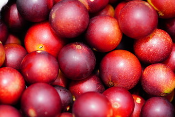 Dark red Camu camu (Myrciaria dubia) fruits background. Camucamu is a very rare and native fruit of the Brazilian Amazon with the highest concentration of natural vitamin C. Near Manaus, Brazil.