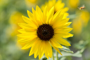 Fototapeta premium sunflower in the garden