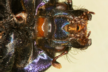 mouthparts of a beetle
