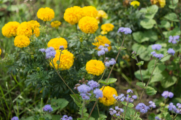 yellow marigolds and purple flowers