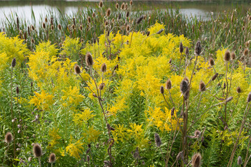 field of teasel and goldenrod by a marshy pond