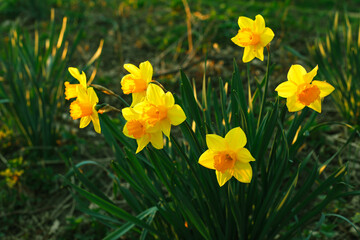 Obraz premium Flowers daffodils (Narcissus) yellow and white. Spring flowering bulb plants in the flowerbed. Selective focus 