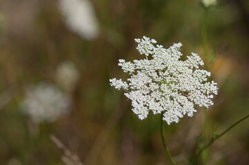 Daucus carota isolated on a darkish bokeh background