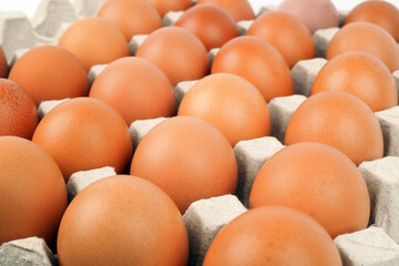 fresh chicken eggs in carton box for sale