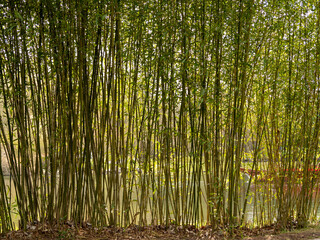 Green young bamboo on the shore of the pond.