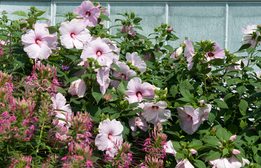 pink and white flowers (Malvaceae, or large blooms) outside the conservatory