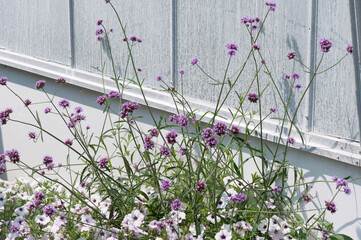 verbena and petunias outside the conservatory