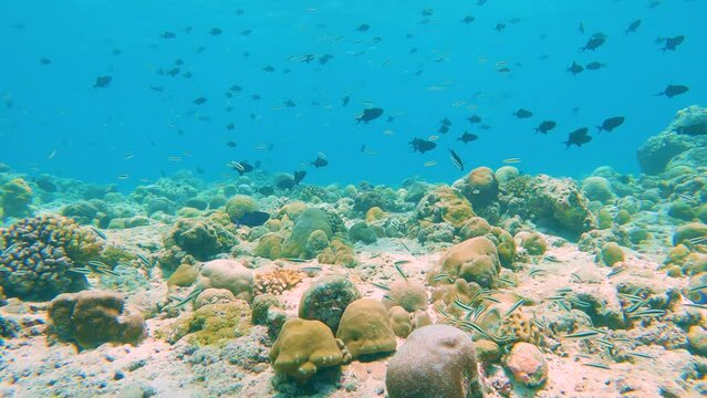 Stunning tropical coral reef scenery with shoals of redtoothed triggerfish odonus niger swimming on hard corals