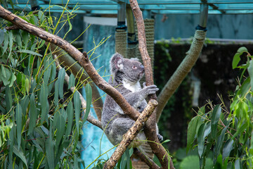 木の上で遠くを見つめる可愛いコアラ