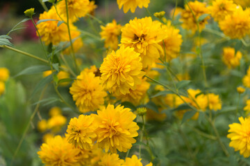 yellow flowers in the garden (Rudbeckia laciniata)