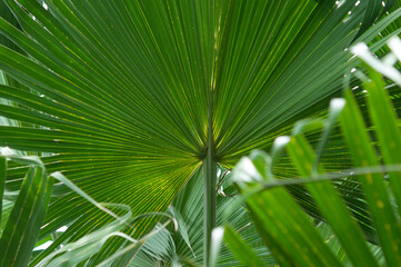 fan palm close up