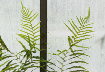 fern leaves near a window