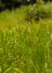 long tall green grass