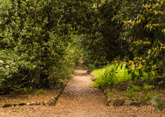 Fototapeta premium path in beautiful Italian garden 