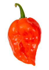 red orange habanero hot pepper isolated on white background